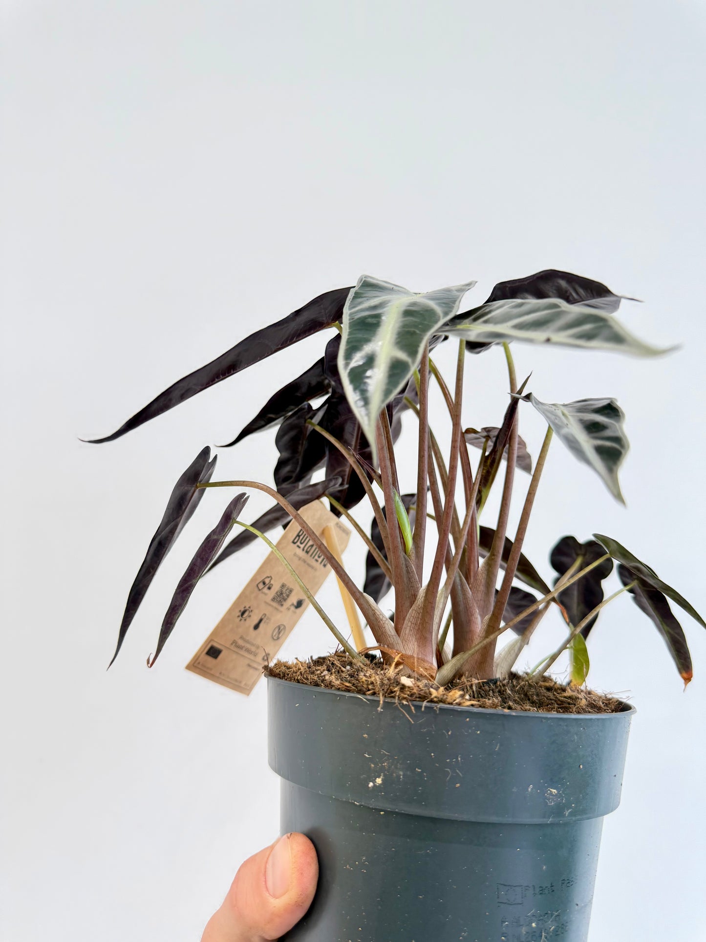 Alocasia Bambino