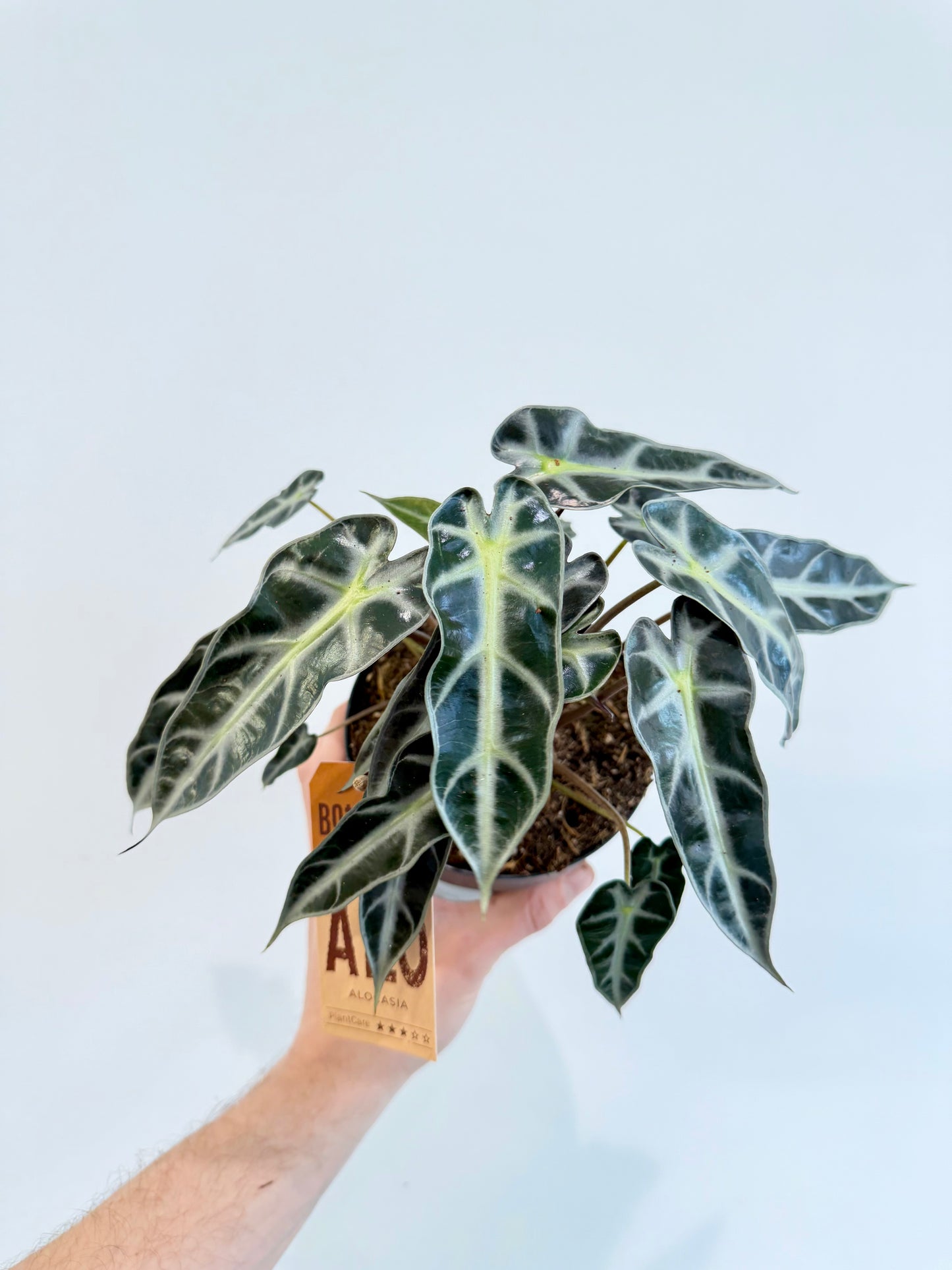 Alocasia Bambino