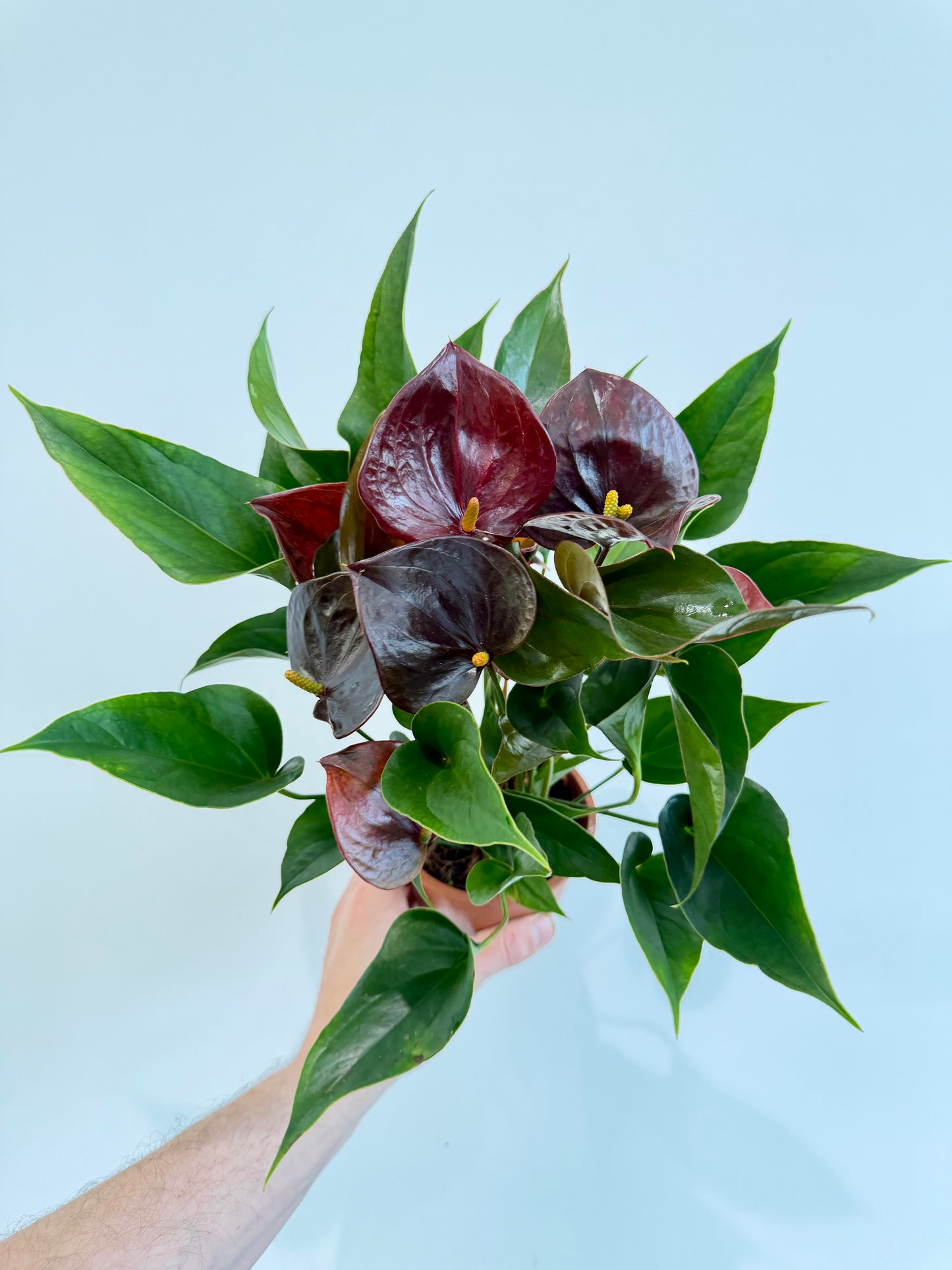 Anthurium Chelsey Chocolate - Flamingo Flower