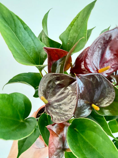 Anthurium Chelsey Chocolate - Flamingo Flower