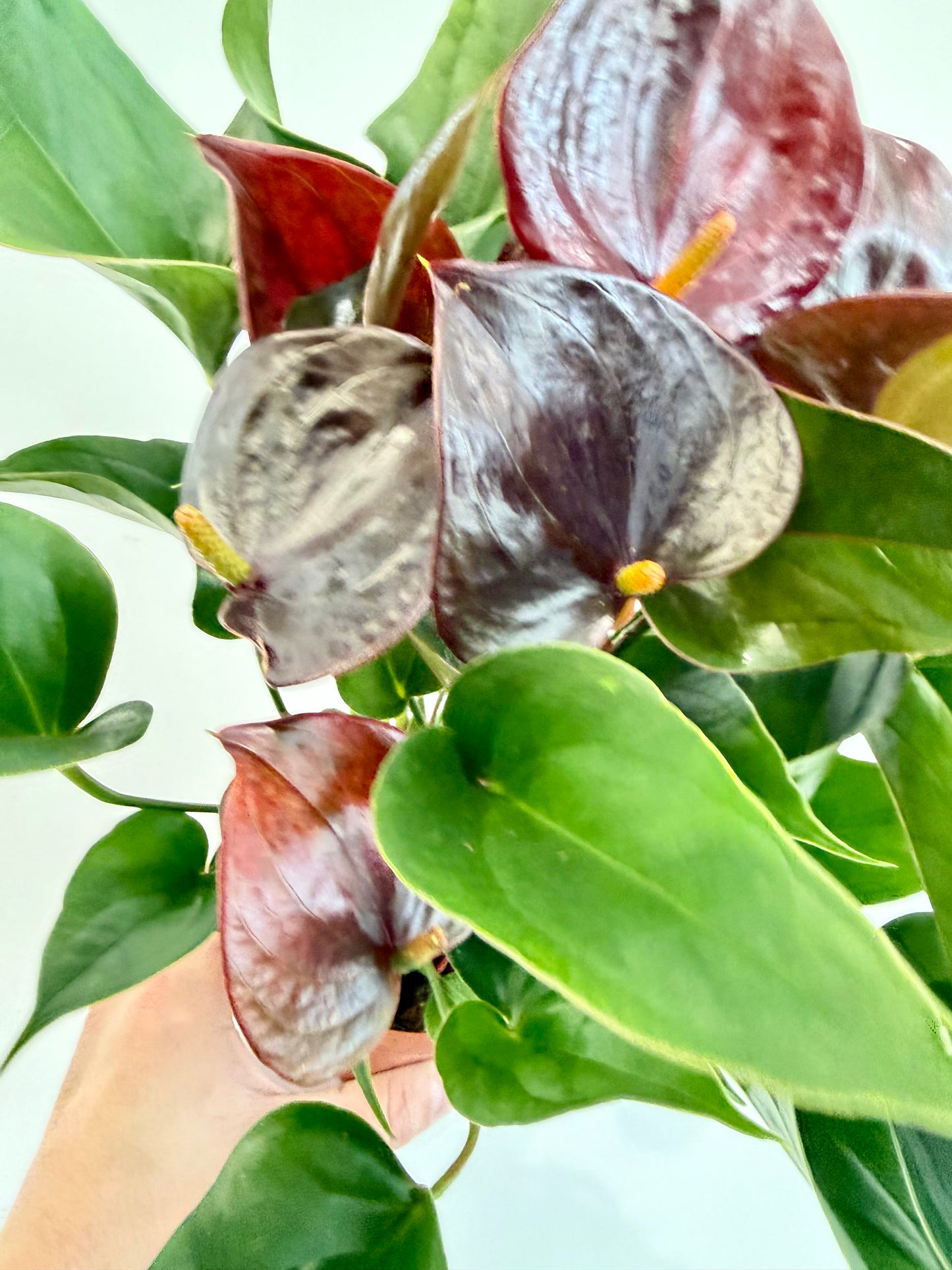 Anthurium Chelsey Chocolate - Flamingo Flower