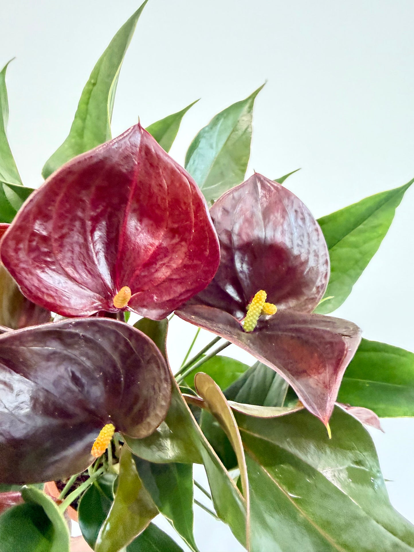 Anthurium Chelsey Chocolate - Flamingo Flower