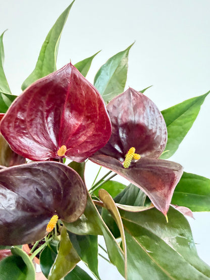 Anthurium Chelsey Chocolate - Flamingo Flower