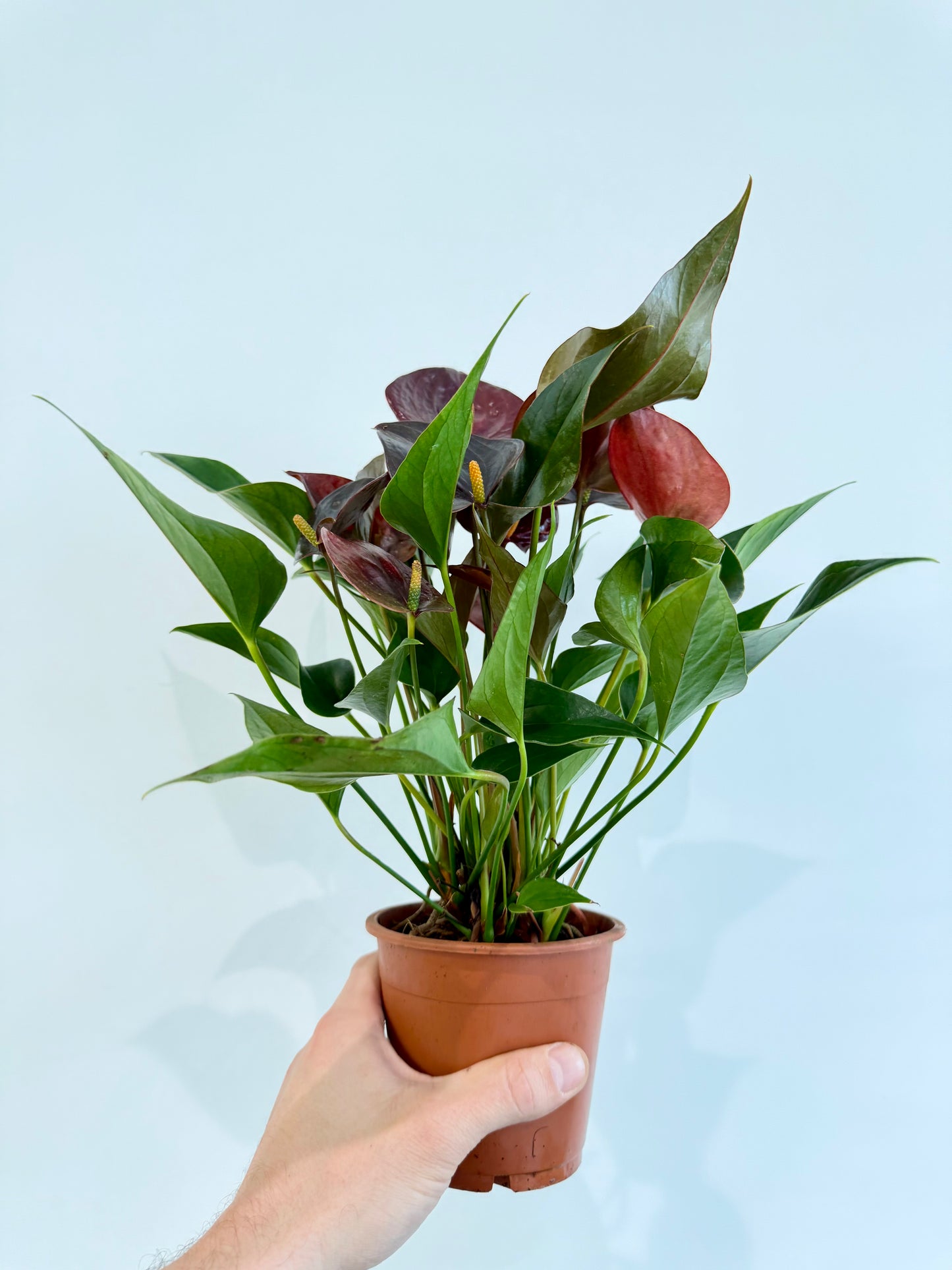 Anthurium Chelsey Chocolate - Flamingo Flower
