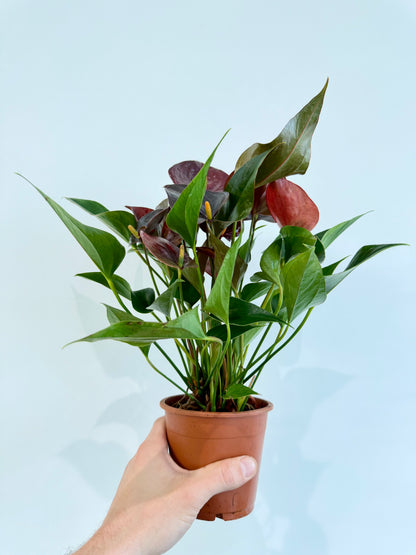 Anthurium Chelsey Chocolate - Flamingo Flower