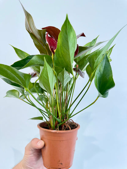 Anthurium Chelsey Chocolate - Flamingo Flower