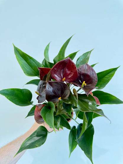Anthurium Chelsey Chocolate - Flamingo Flower