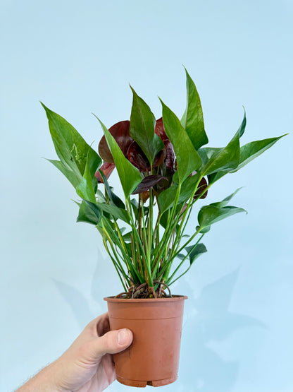 Anthurium Chelsey Chocolate - Flamingo Flower