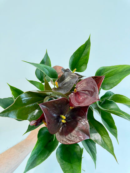 Anthurium Chelsey Chocolate - Flamingo Flower