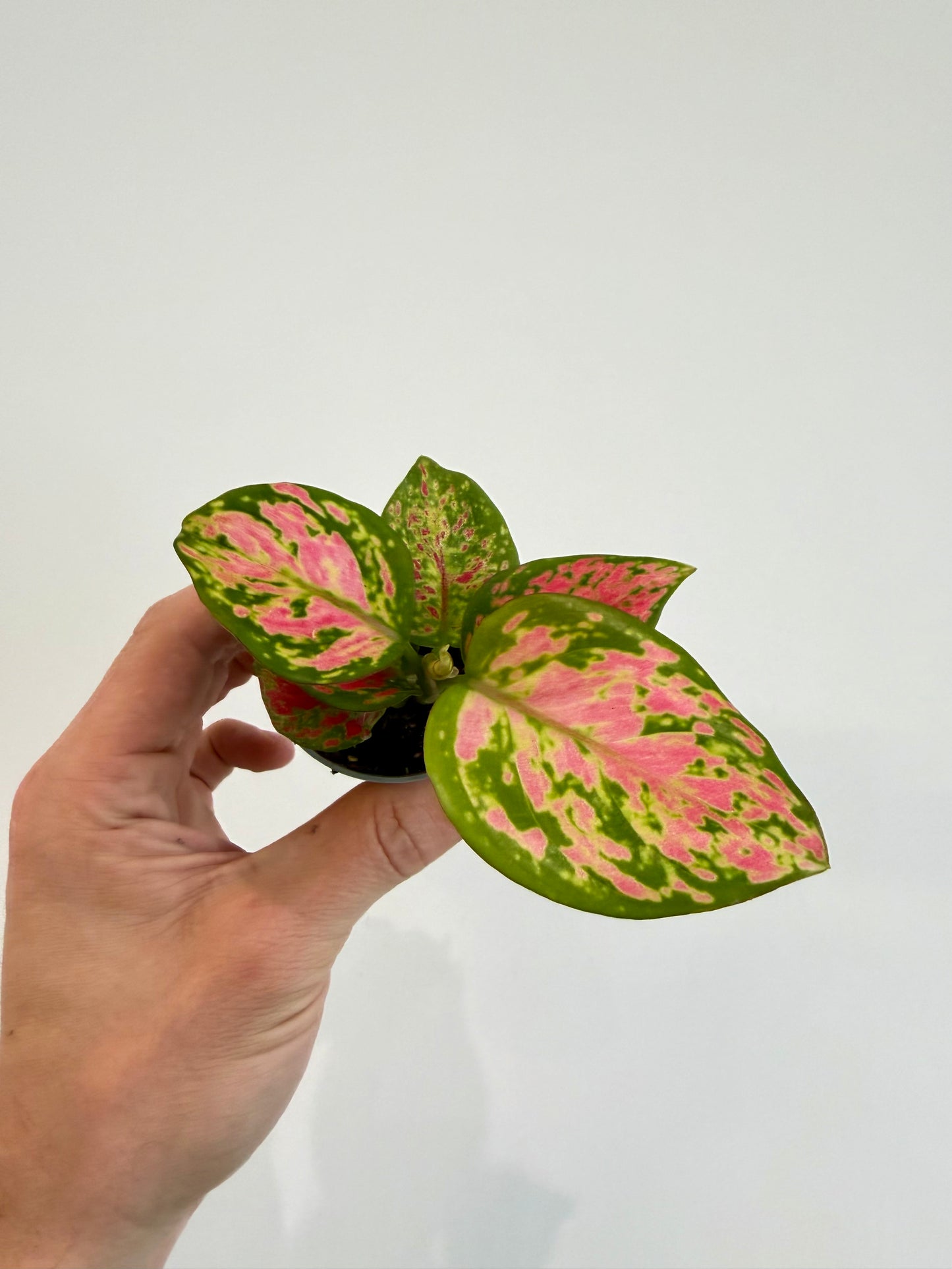 Chinese Evergreen - Aglaonema Red Valentine