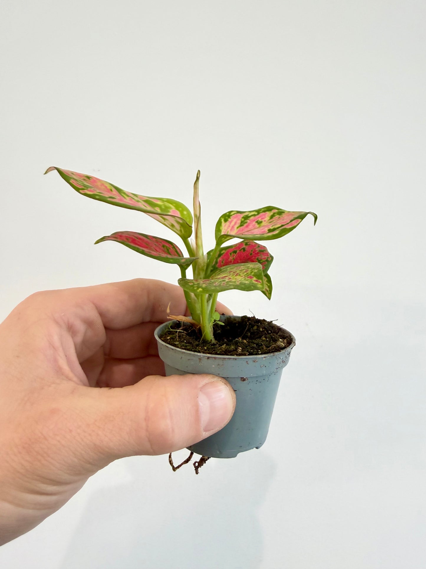 Chinese Evergreen - Aglaonema Red Valentine