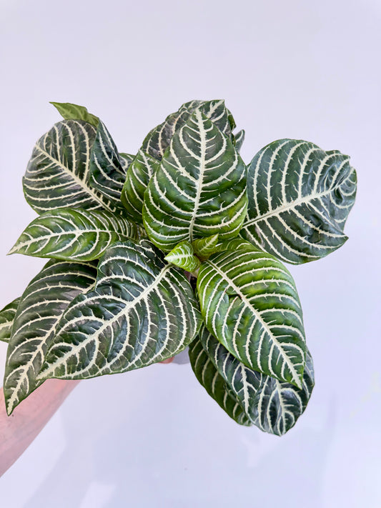 Zebra Plant - Aphelandra Green Botanica
