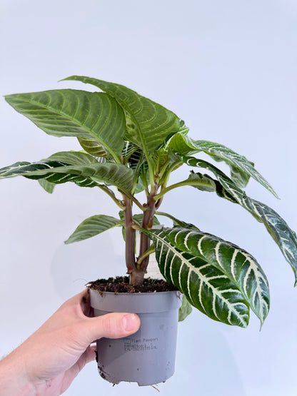 Zebra Plant - Aphelandra Green Botanica
