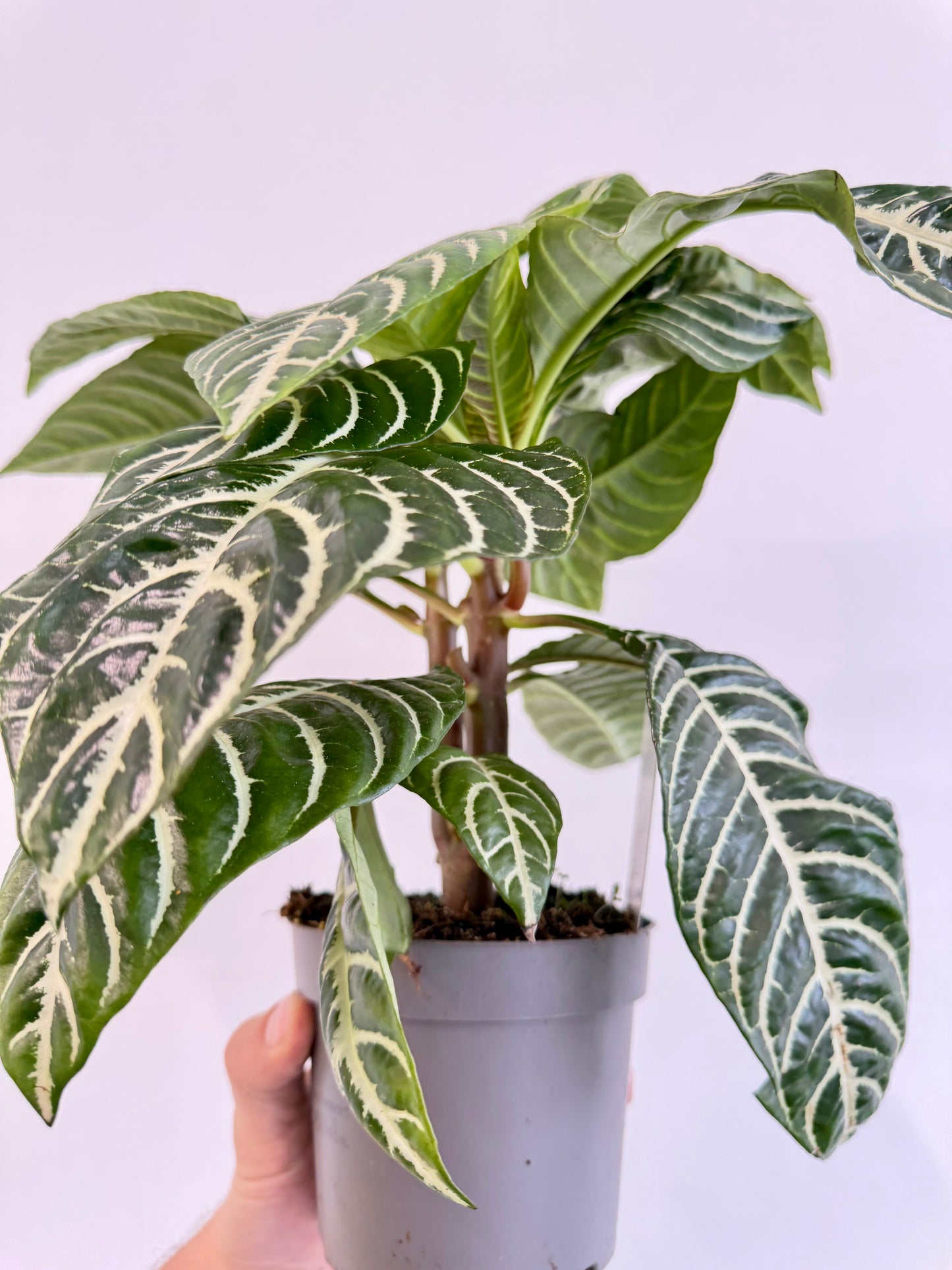 Zebra Plant - Aphelandra Green Botanica