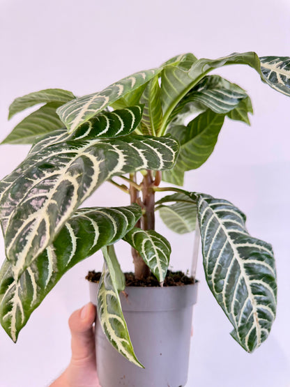 Zebra Plant - Aphelandra Green Botanica