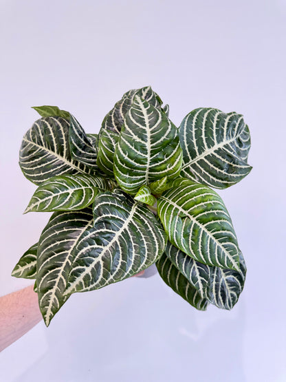 Zebra Plant - Aphelandra Green Botanica