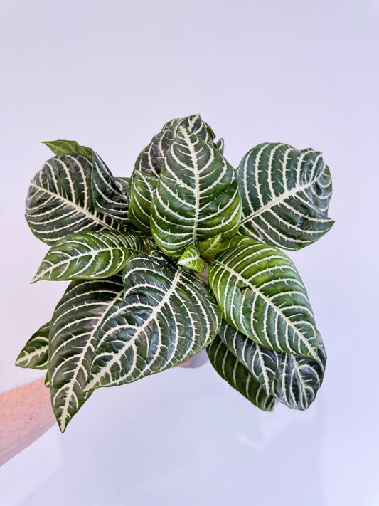 Zebra Plant - Aphelandra Green Botanica