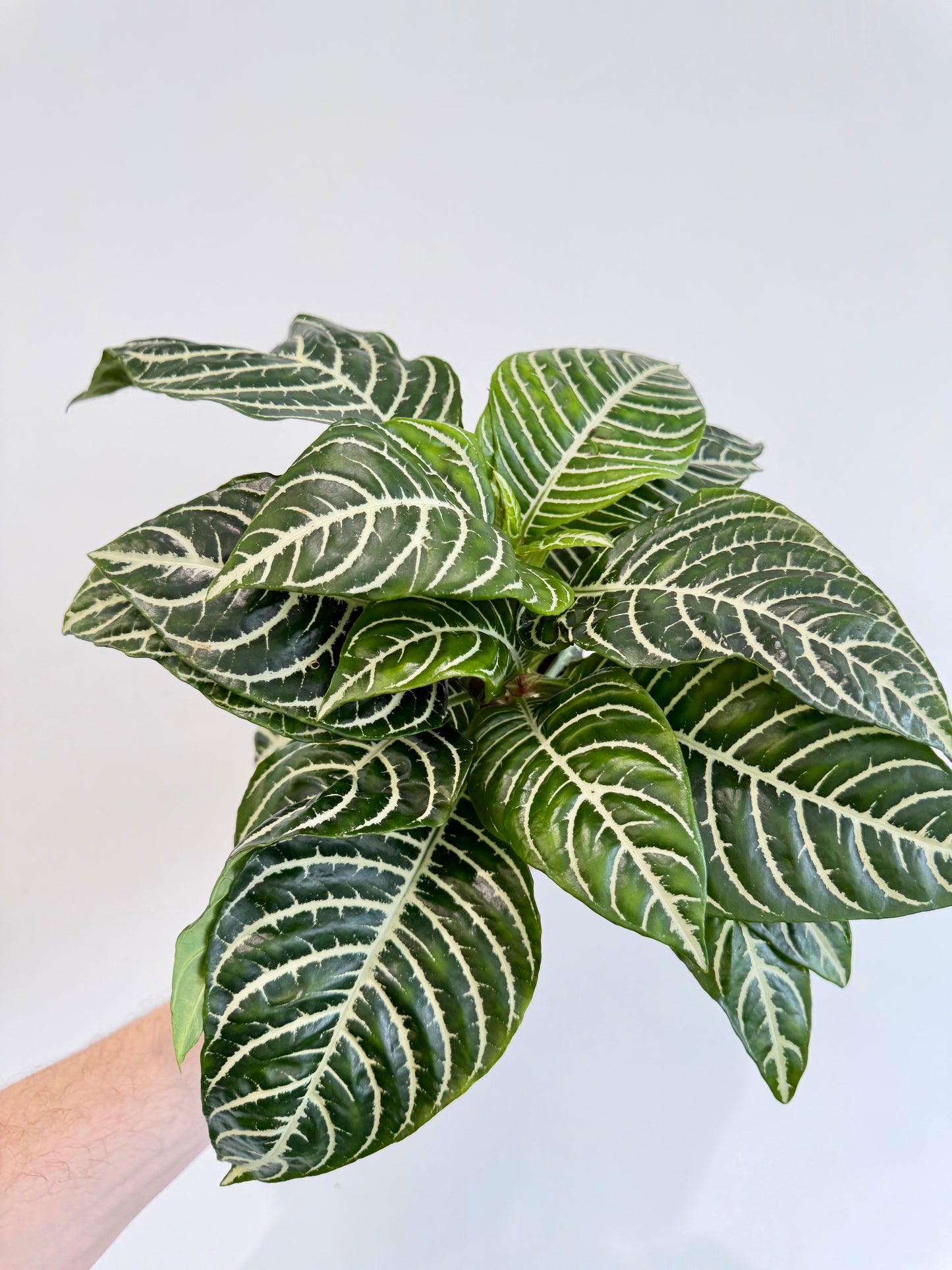 Zebra Plant - Aphelandra Green Botanica