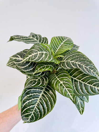 Zebra Plant - Aphelandra Green Botanica