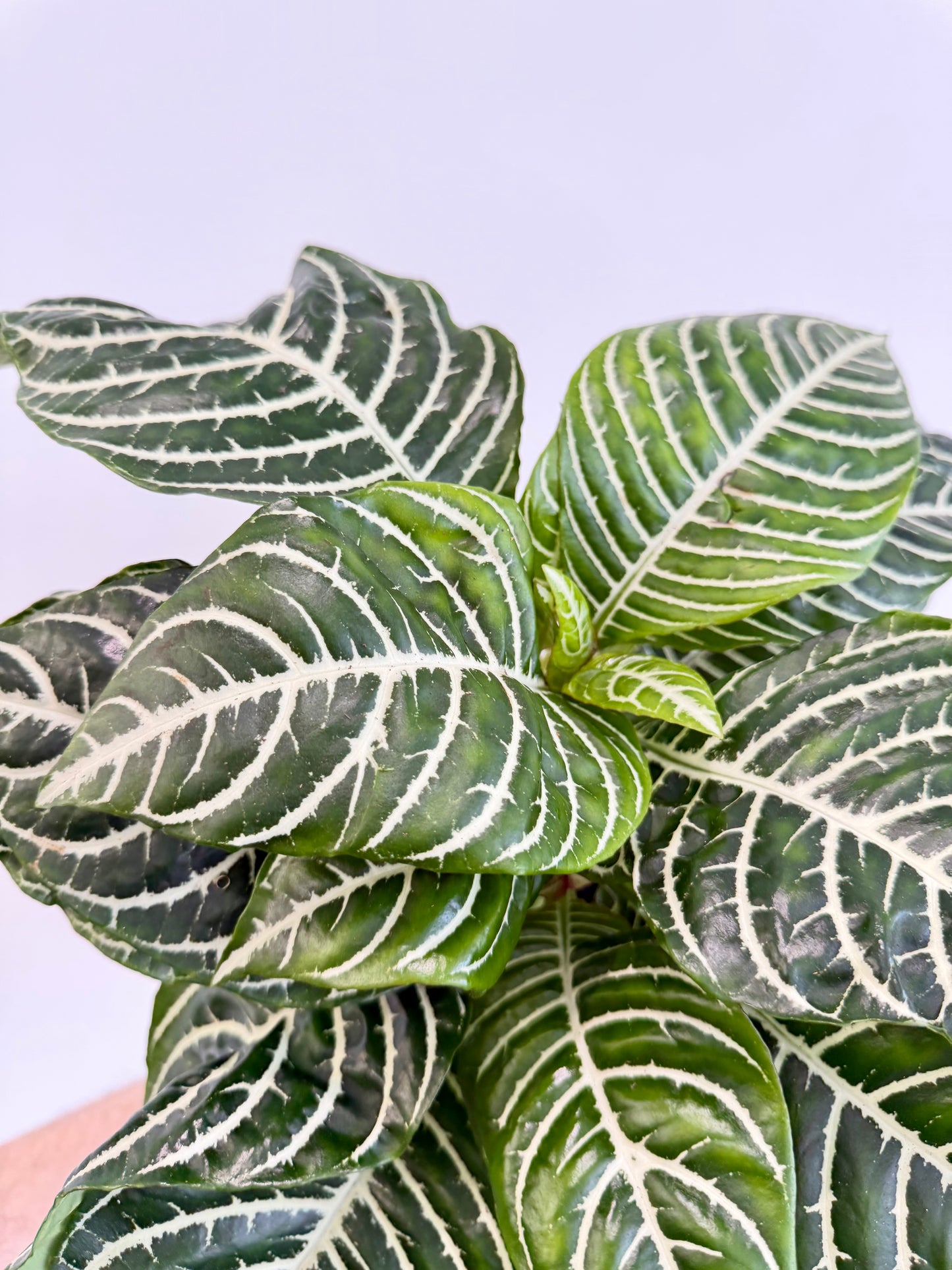 Zebra Plant - Aphelandra Green Botanica