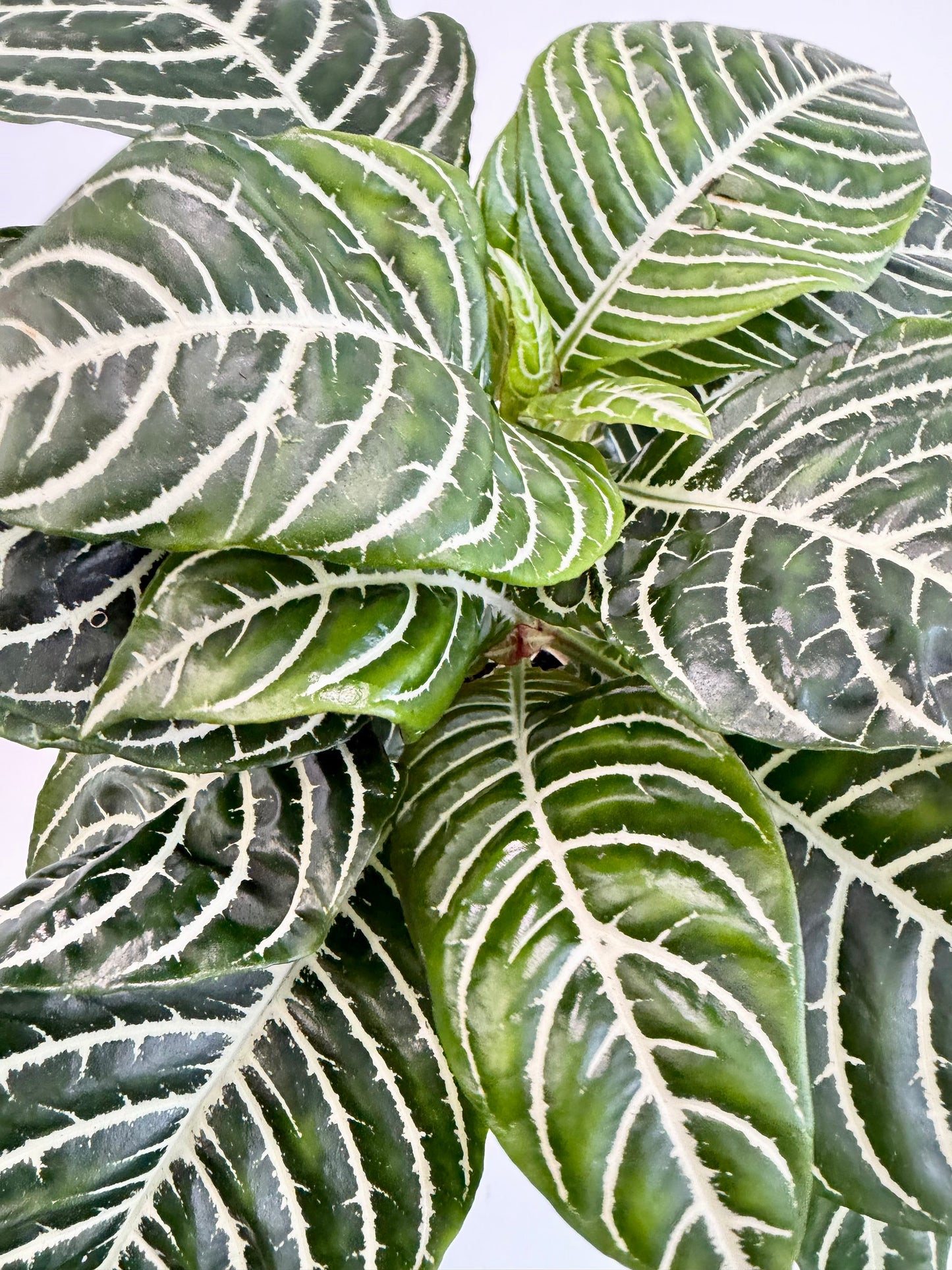 Zebra Plant - Aphelandra Green Botanica