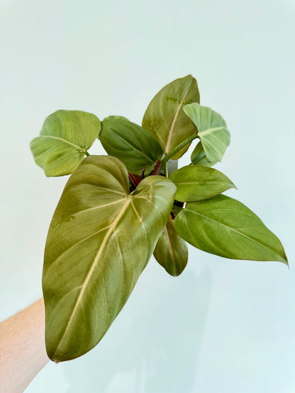 Philodendron Summer Glory - Philodendron Gloriosum x McColley