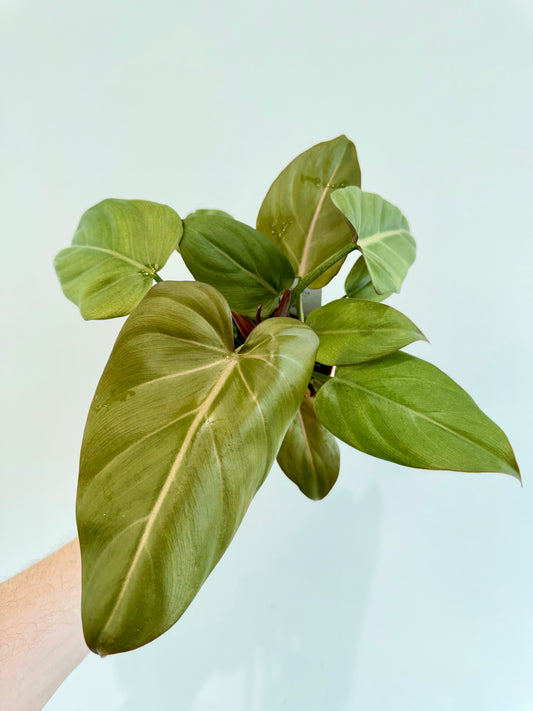 Philodendron Summer Glory - Philodendron Gloriosum x McColley