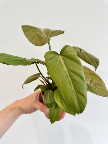Philodendron Summer Glory - Philodendron Gloriosum x McColley