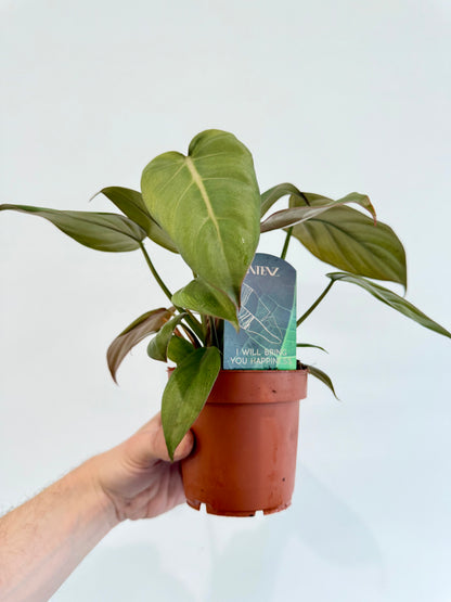 Philodendron Summer Glory - Philodendron Gloriosum x McColley