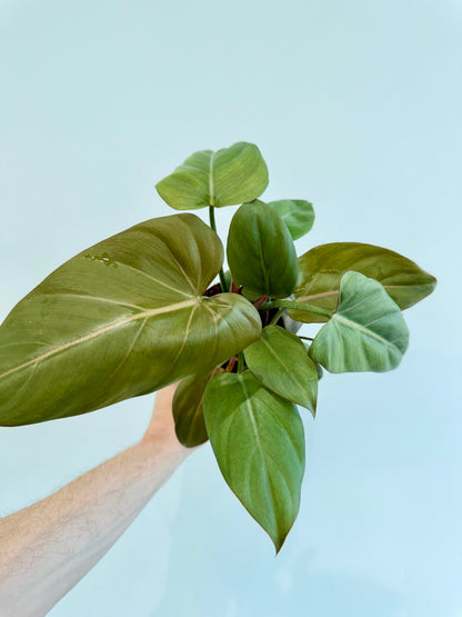 Philodendron Summer Glory - Philodendron Gloriosum x McColley