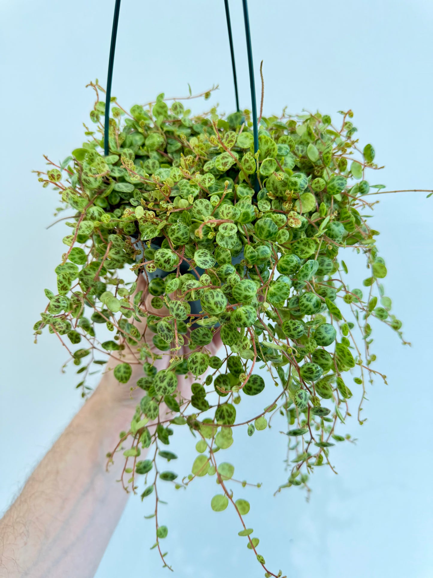 String of Turtles - Peperomia Prostrata