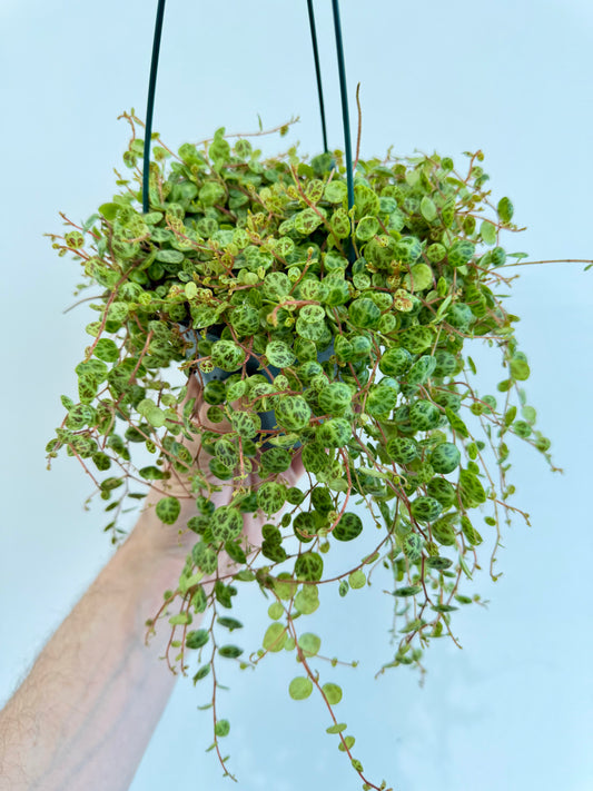 String of Turtles - Peperomia Prostrata