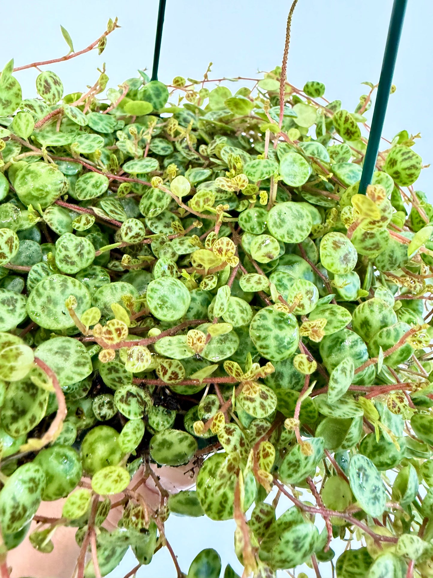 String of Turtles - Peperomia Prostrata