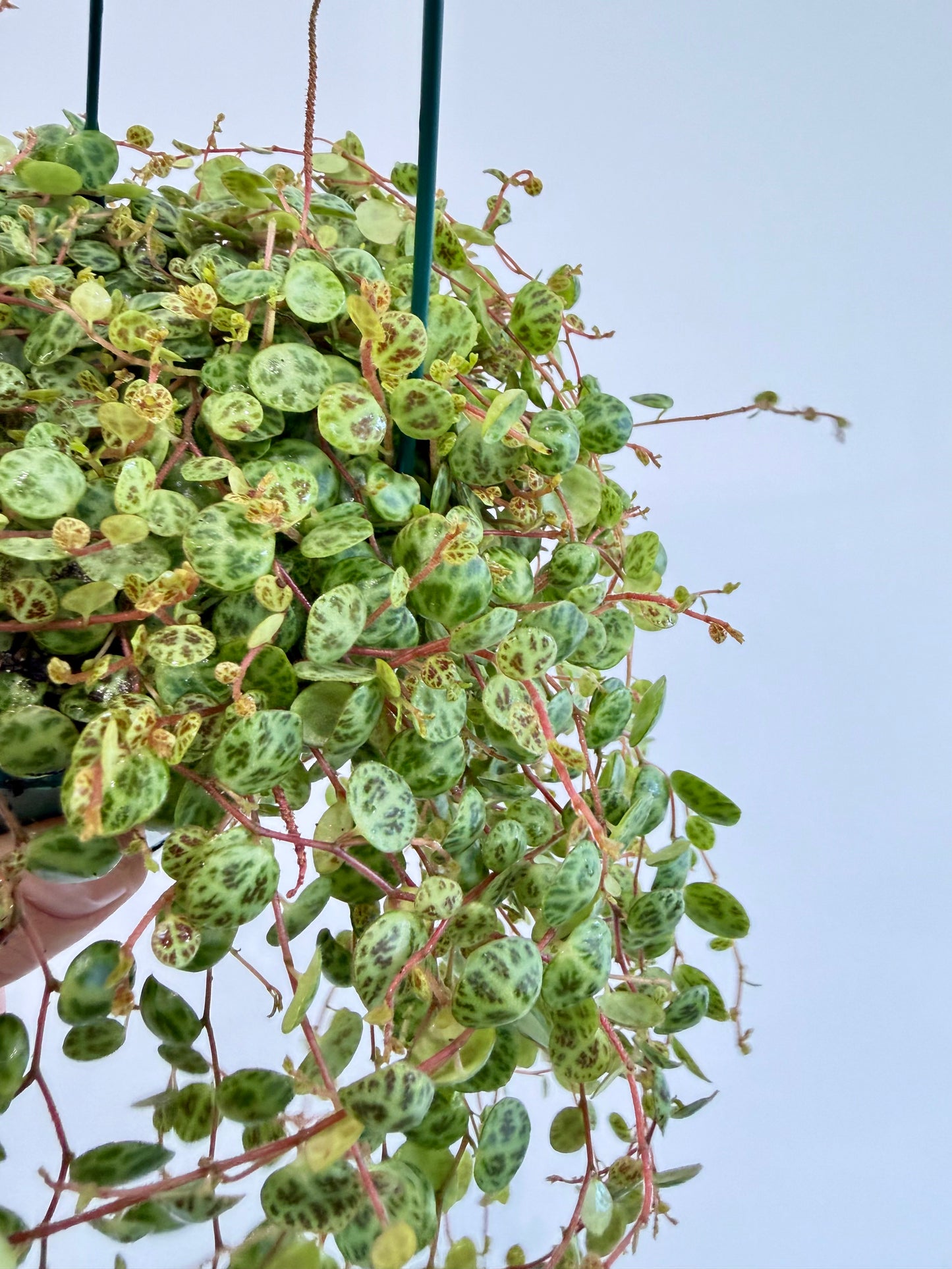 String of Turtles - Peperomia Prostrata