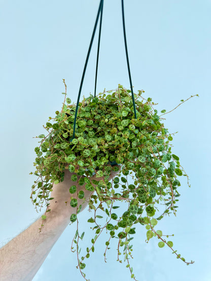 String of Turtles - Peperomia Prostrata