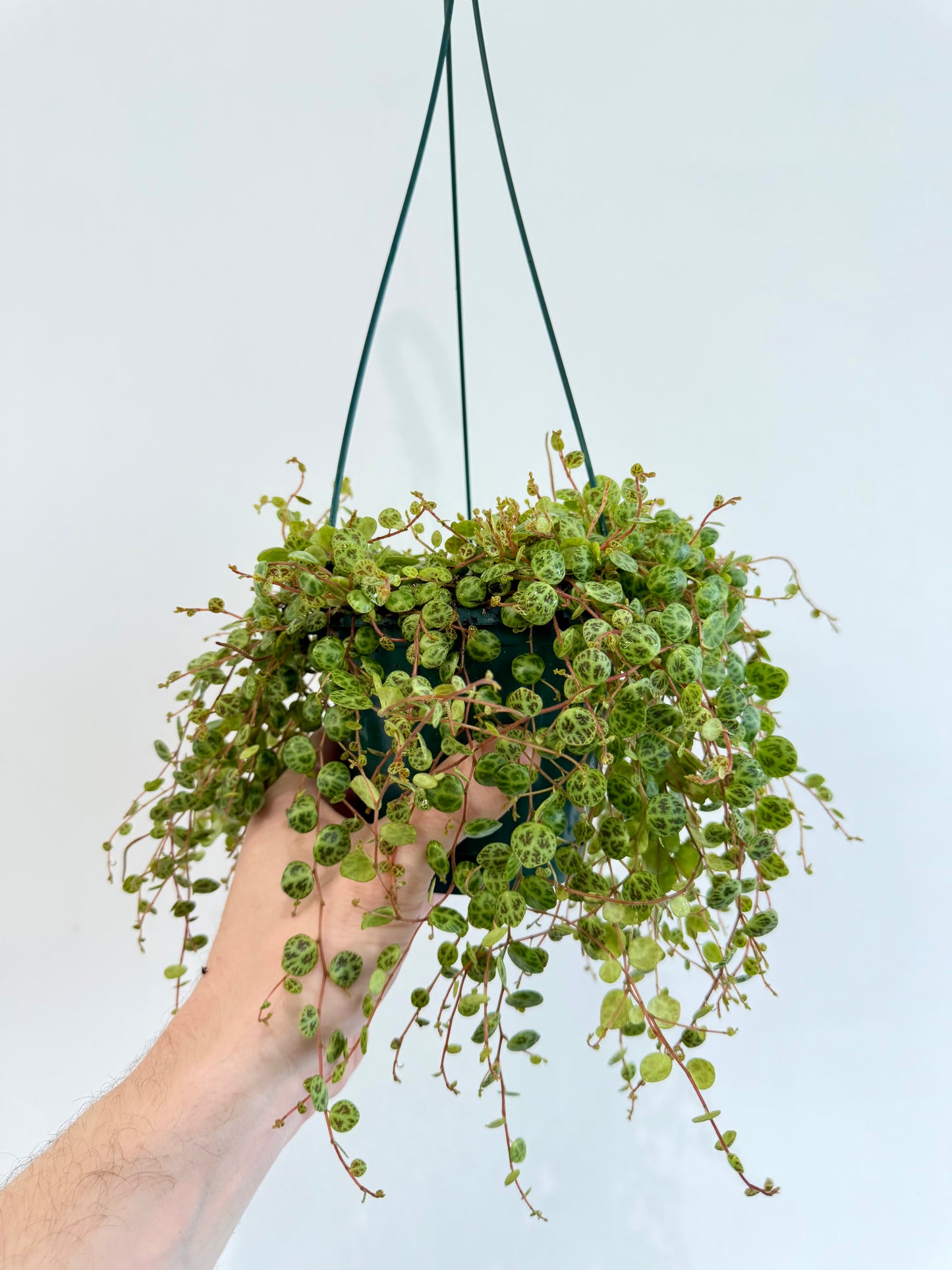 String of Turtles - Peperomia Prostrata
