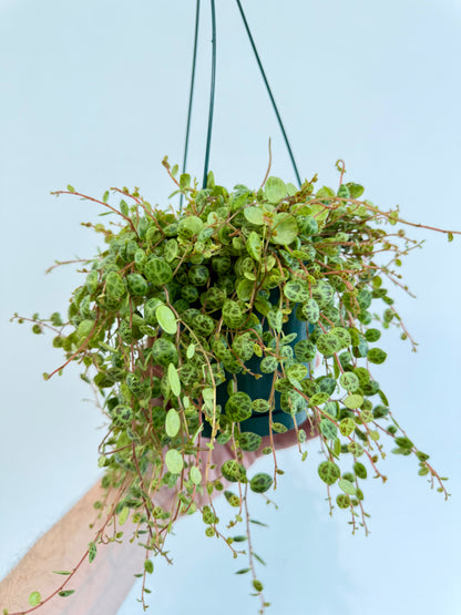 String of Turtles - Peperomia Prostrata