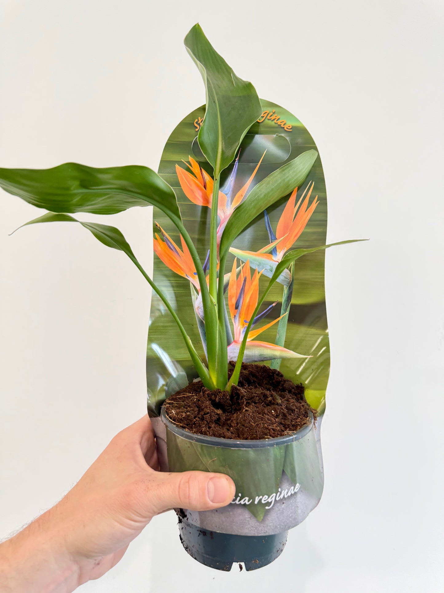 Orange Bird of Paradise - Strelitzia Reginae