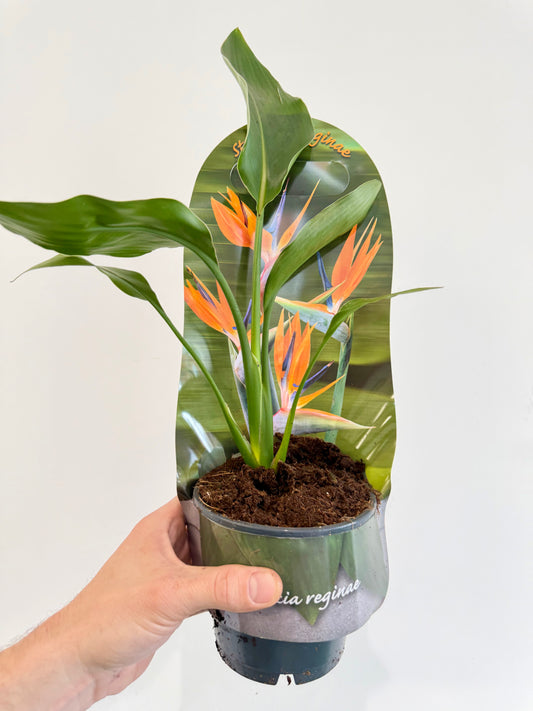 Orange Bird of Paradise - Strelitzia Reginae