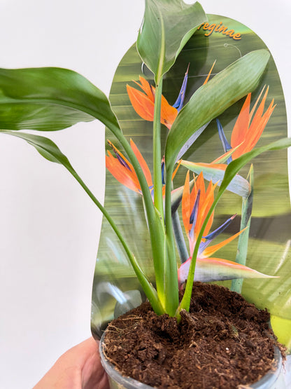 Orange Bird of Paradise - Strelitzia Reginae