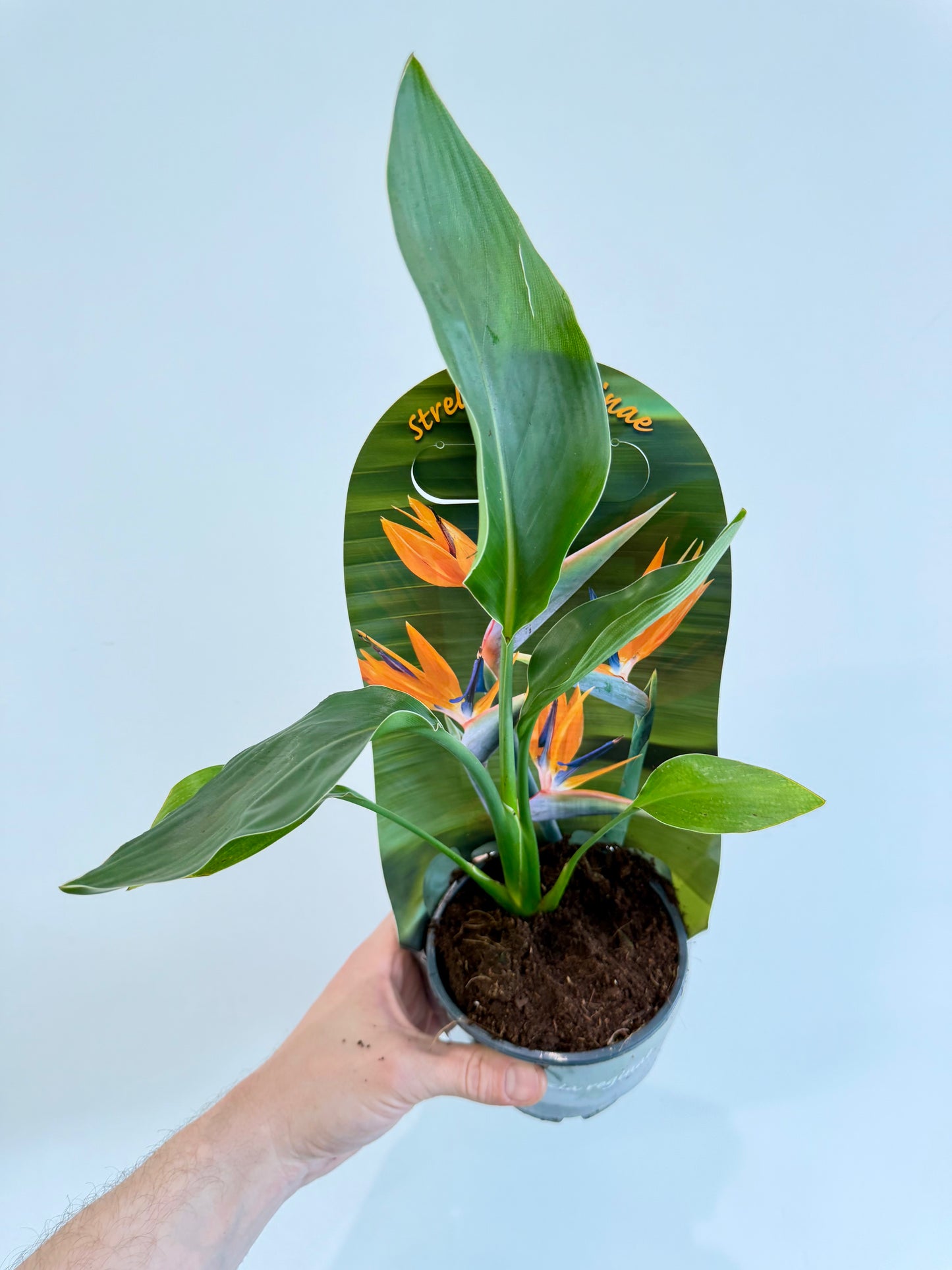 Orange Bird of Paradise - Strelitzia Reginae