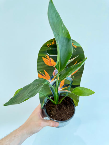 Orange Bird of Paradise - Strelitzia Reginae