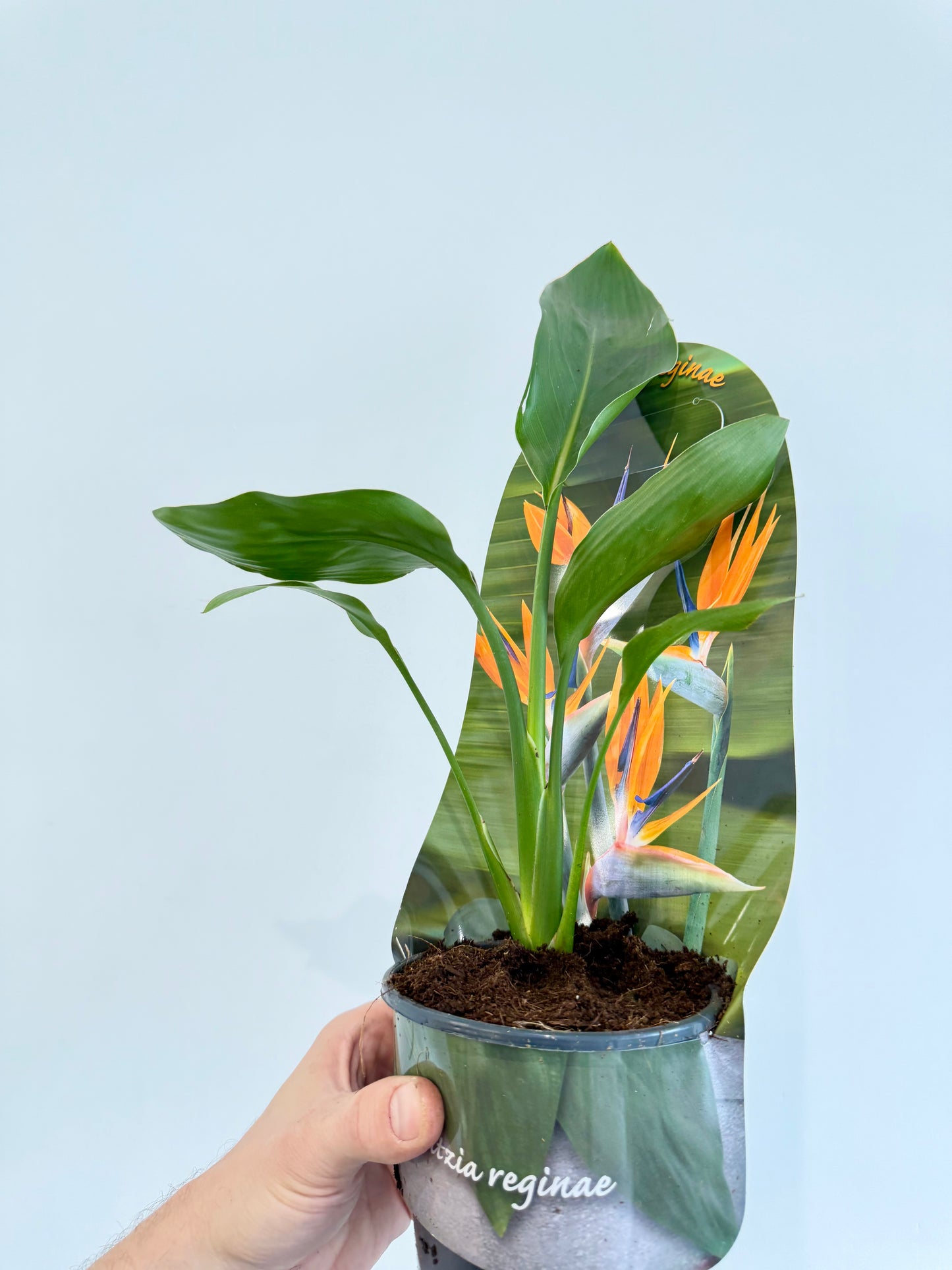 Orange Bird of Paradise - Strelitzia Reginae