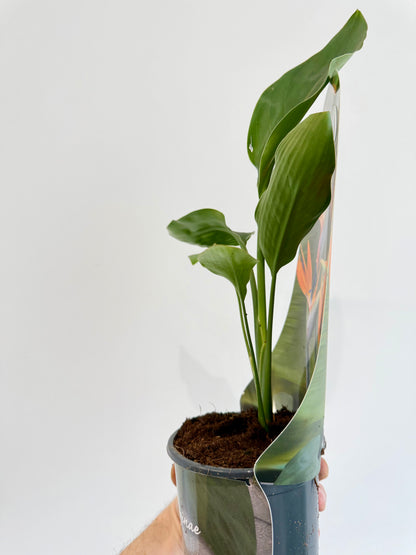 Orange Bird of Paradise - Strelitzia Reginae