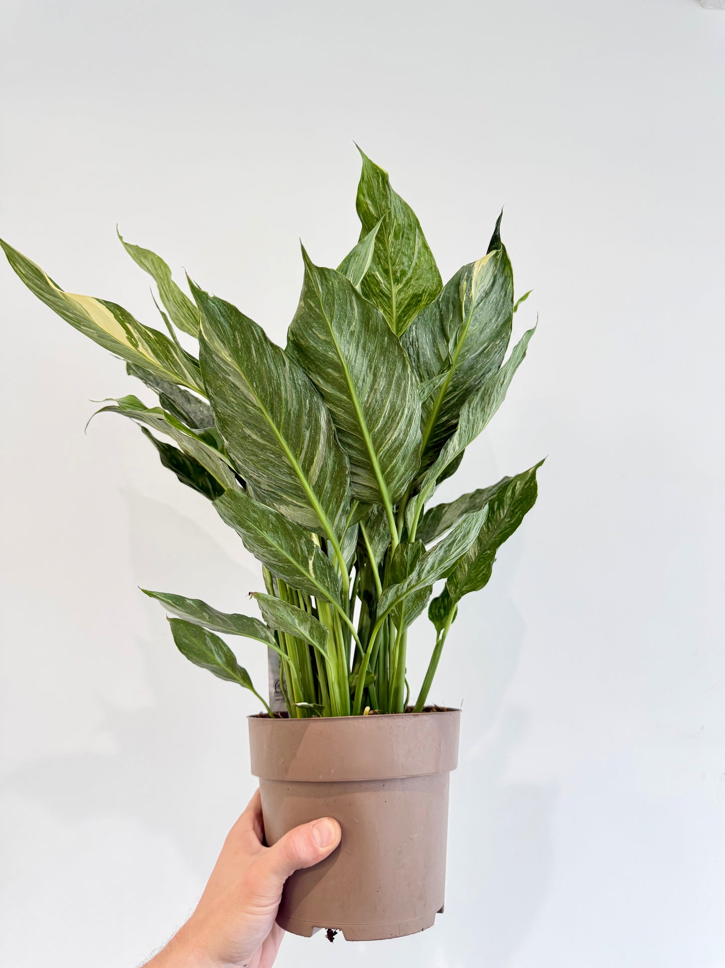 Variegated Peace Lily - Spathiphyllum Diamond Variegata