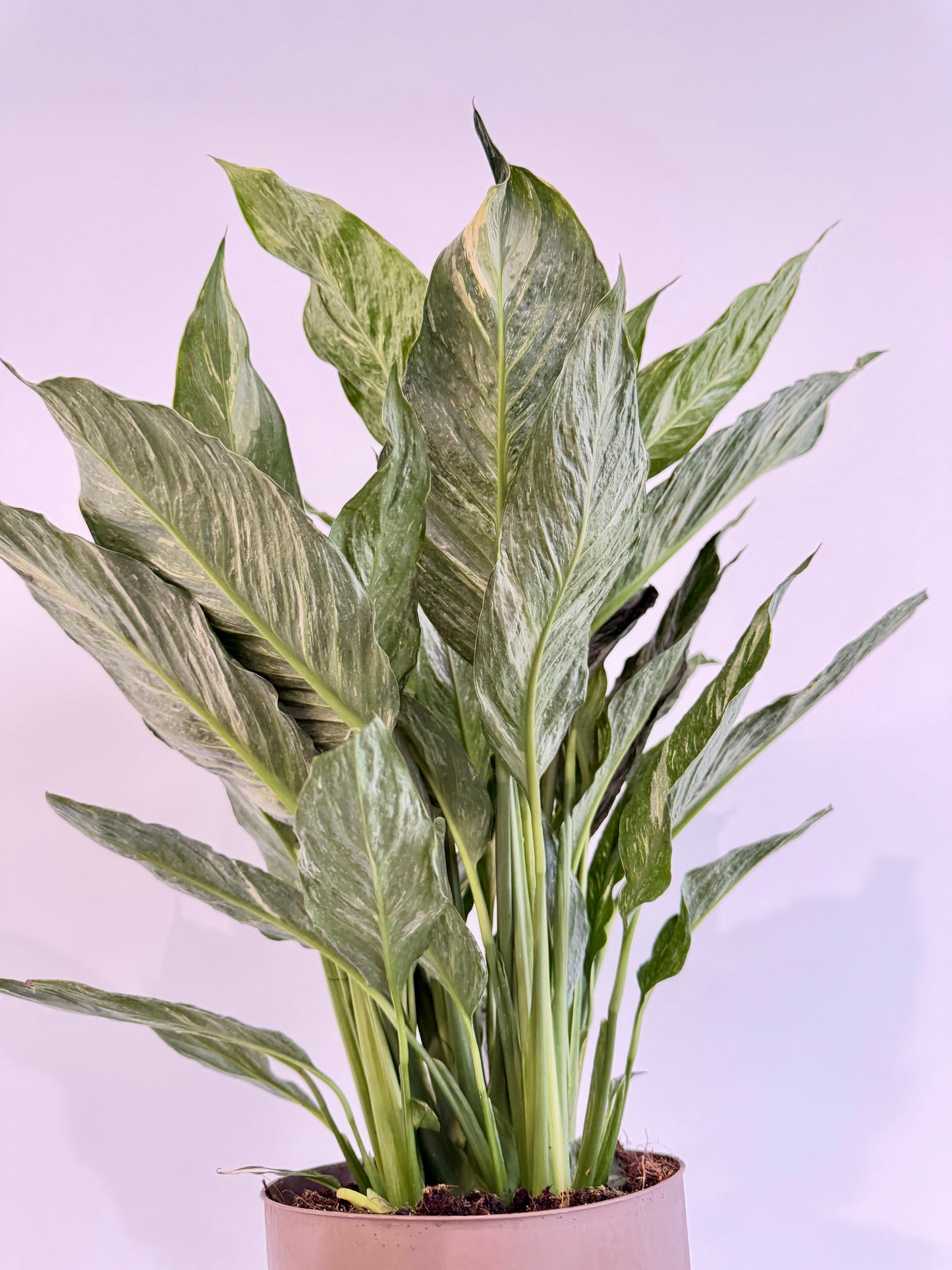 Variegated Peace Lily - Spathiphyllum Diamond Variegata