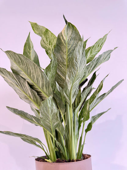 Variegated Peace Lily - Spathiphyllum Diamond Variegata