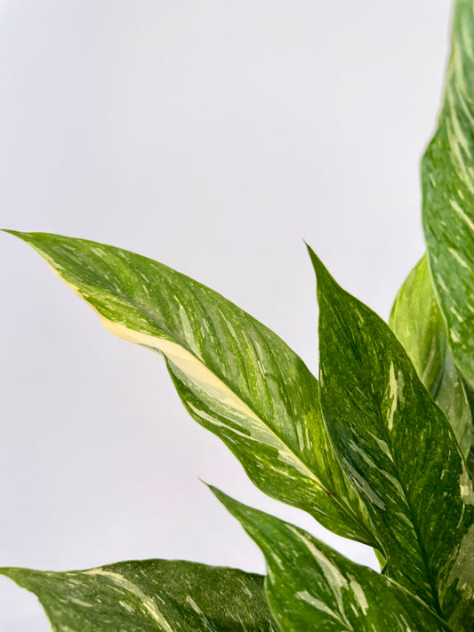 Variegated Peace Lily - Spathiphyllum Diamond Variegata