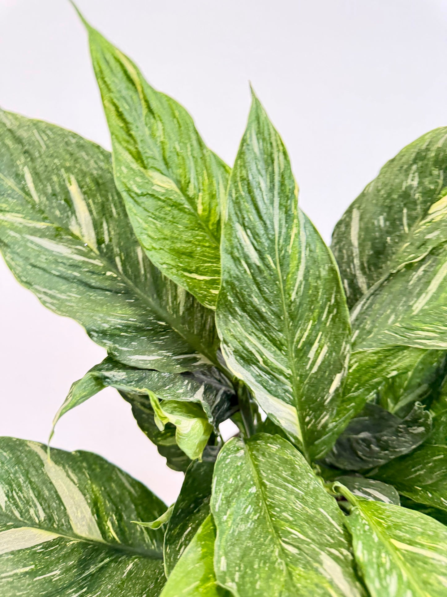 Variegated Peace Lily - Spathiphyllum Diamond Variegata