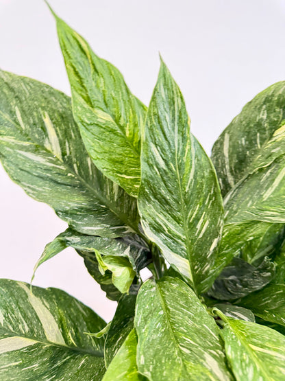 Variegated Peace Lily - Spathiphyllum Diamond Variegata